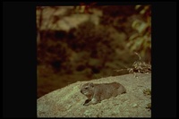 : Procavia capensis; Rock Hyrax
