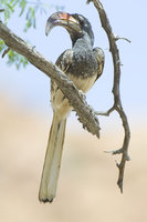 : Tockus monteiri; Monteiro's Hornbill