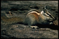 : Tamias speciosus; Lodgepole Chipmunk