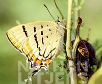 : Jalmenus evagoras; Imperial Blue