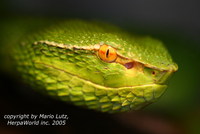 : Tropidolaemus wagleri; Wagler's Pitviper