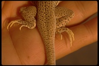 : Uma notata rufopunctata; Oscellated Sand Lizard