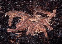 : Brachycybe producta; Millipede