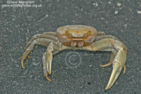 : Cardisoma guanhumi; Blue Land Crab