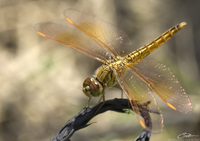 Brachythemis contaminata  photo