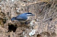 쇠동고비(Sitta villosa villosa Verreaux) 영어이름 : Snowy-browned Nuthatch, Chinese nuthatch