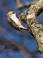 trekryper / treecreeper (Certhia familiaris)