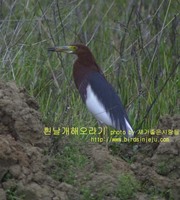 흰날개해오라기 여름깃Chinese Pond Heron br...