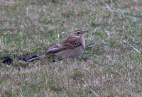 Richards Pipit Photograph by Mark Breaks