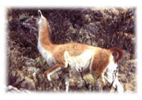 GUANACO       O LUAN, Lama guanicoe