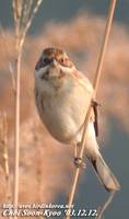 Fig. 12. Pallas's Reed Bunting : 북방검은머리쑥새