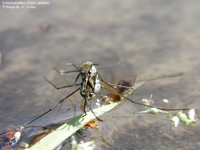 Vorteskøjteløber (Gerris gibbifer)