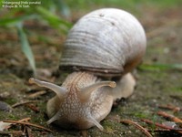 Vinbjergsnegl (Helix pomatia) Foto/billede af