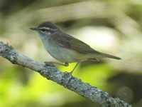 Sakhalin Leaf Warbler » Phylloscopus borealoides