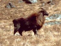 타르 -히말라야타르양 Himalayan Tahr (Hemitragus jemlahicus)