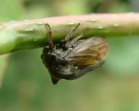 Centrotus cornutus