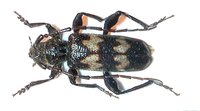 Semanotus undatus