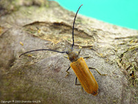 Anisarthron barbipes