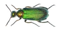 Cabalia segetum