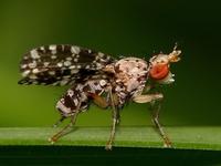 Trypetoptera punctulata