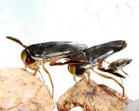 Corixa punctata