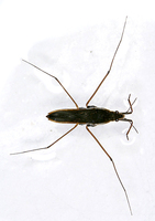 Gerris gibbifer