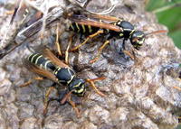 Polistes nimphus