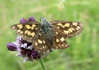Carterocephalus palaemon - Chequered Skipper