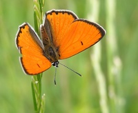 Lycaena dispar - Large Copper