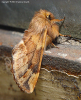 Ptilophora plumigera - Plumed Prominent