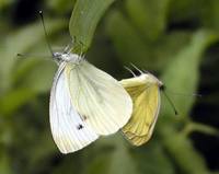 Pieris napi - Green-veined White