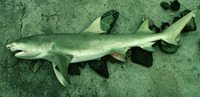 Negaprion acutidens, Sicklefin lemon shark: fisheries