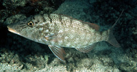 Lethrinus olivaceus, Longface emperor: fisheries