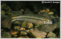 Nocomis asper, Redspot chub: