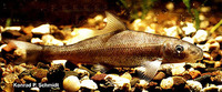 Cycleptus elongatus, Blue sucker: