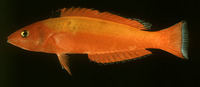 Pseudojuloides pyrius, :