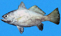 Corvula macrops, Vacuocua croaker: fisheries