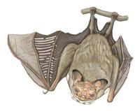 Image of: Centurio senex (wrinkle-faced bat)