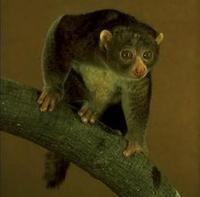 Image of: Perodicticus potto (potto)