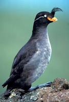 Aethia cristatella - Crested Auklet