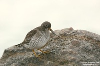 Calidris maritima - Purple Sandpiper