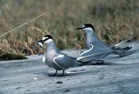 Sterna aleutica - Aleutian Tern