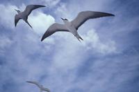 Sterna fuscata - Sooty Tern