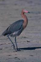 Egretta rufescens - Reddish Egret