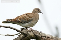 Streptopelia turtur - Turtle Dove