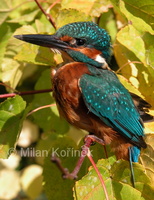 Alcedo atthis ispida