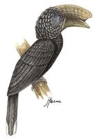 Image of: Bycanistes brevis (silvery-cheeked hornbill)