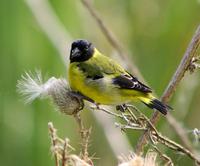 Image of: Carduelis magellanica (hooded siskin)