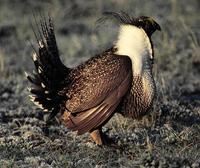 Image of: Centrocercus urophasianus (sage grouse)