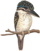 Image of: Melidora macrorrhina (hook-billed kingfisher)